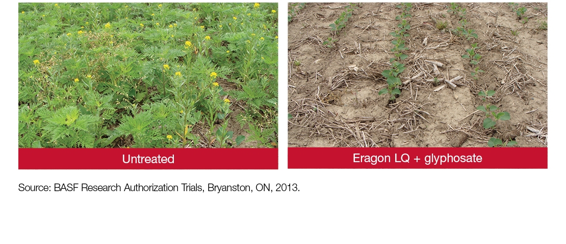 Field Comparison: Untreated + Eragon LQ + Glyphosate