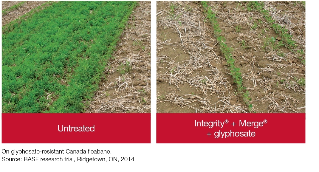 Field Comparison: Untreated + Integrity + Merge + glyphosate 