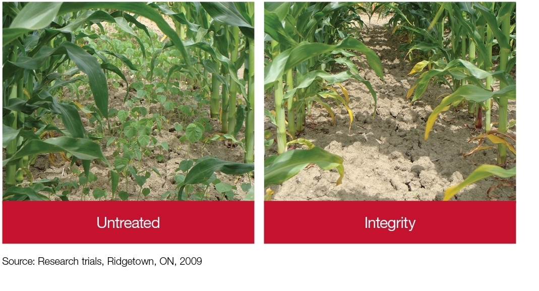 Field Comparison: Untreated + Integrity