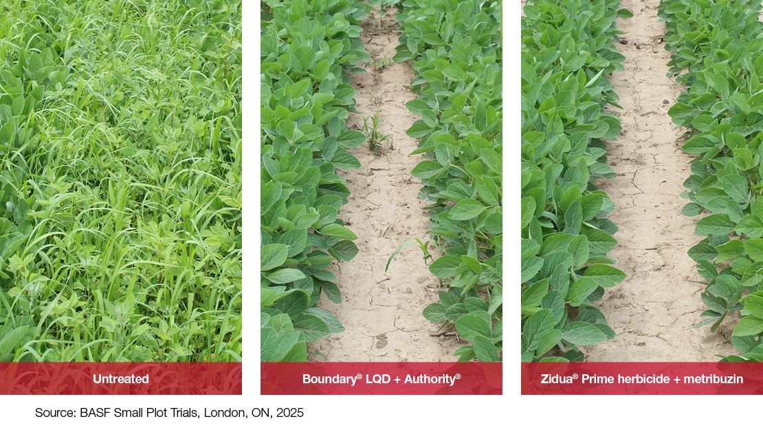 Comparison Images: Untreated vs. Acuron + Glyphosate vs. Surtain + Marksman + Glyphosate
