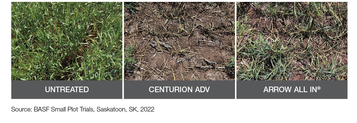 Comparison images: Untreated vs. Centurion ADV vs. Arrow All In