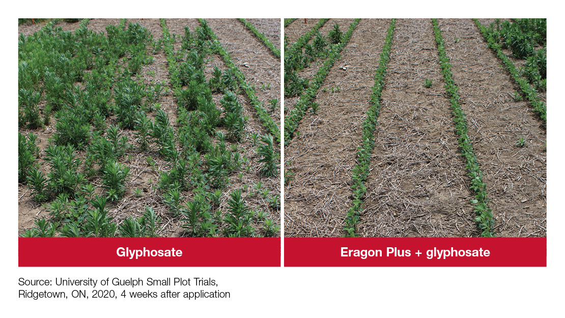 Comparison image: Glyphosate vs. Eragon Plus + glyphosate