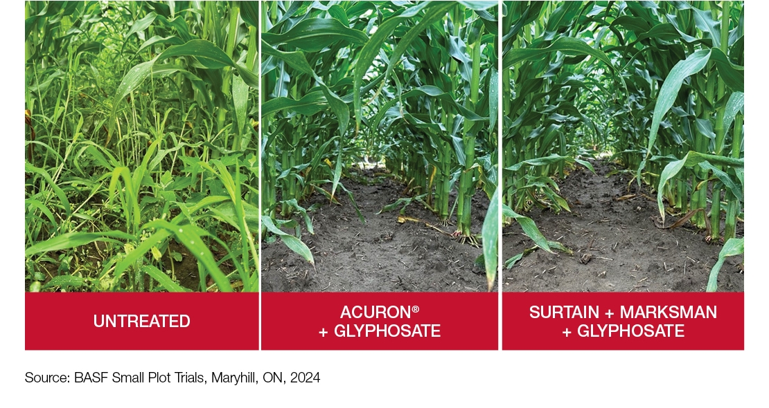 Comparison Images: Untreated vs. Acuron + Glyphosate vs. Surtain + Marksman + Glyphosate