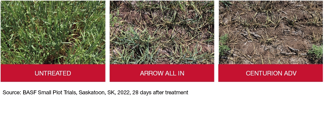 Field trial photos: untreated, Arrow All In, Centurion ADV