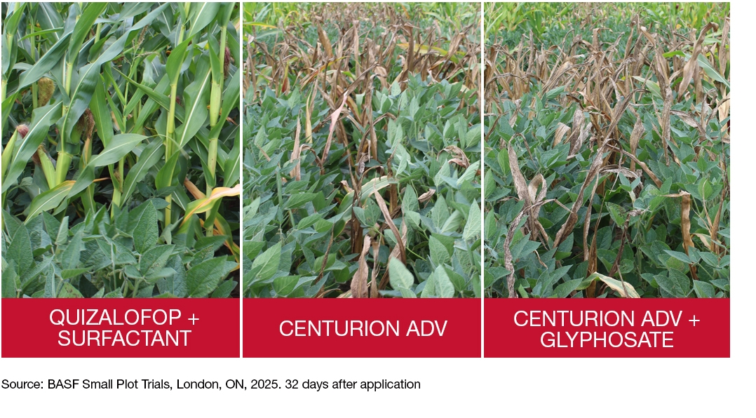 Field trial photos: quizalofop + surfactant, Centurion ADV, Centurion ADV + glyphosate