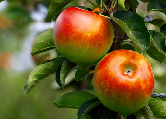Close up of two apples