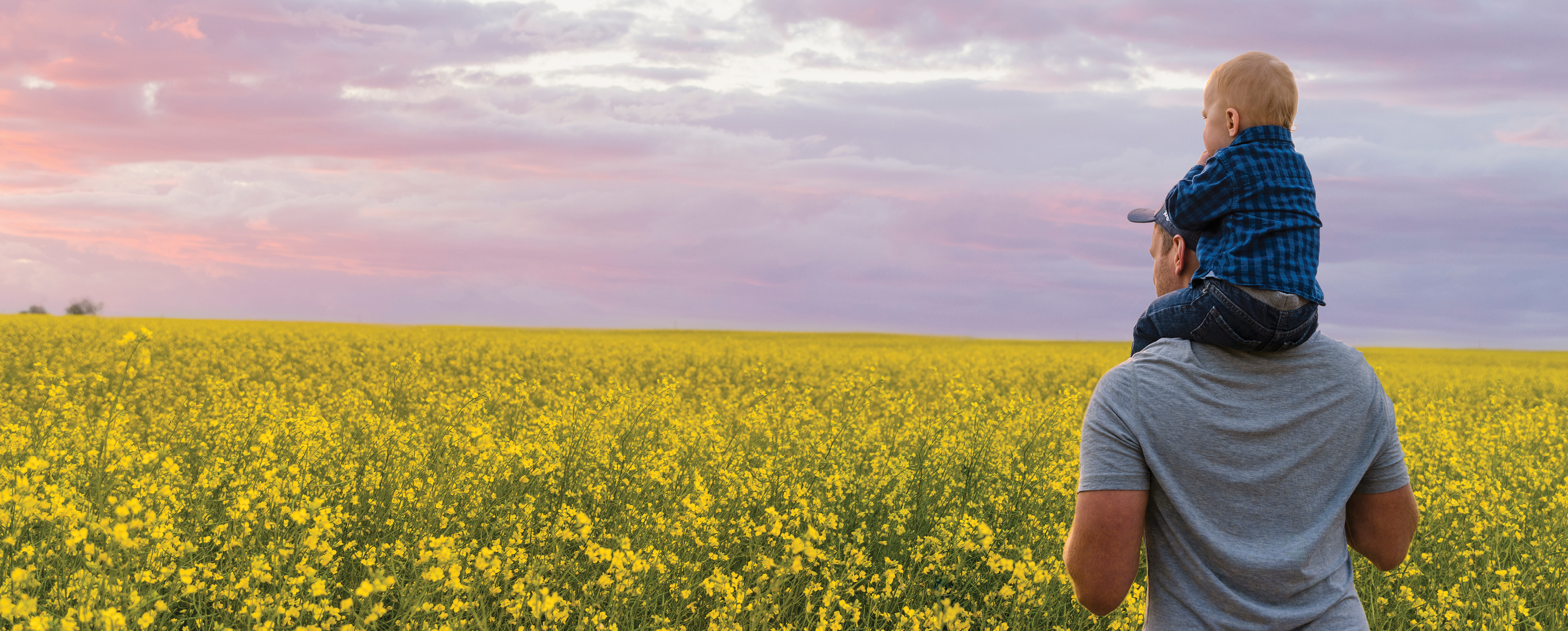 Man carrying child over his shoulders overlooking a canola field