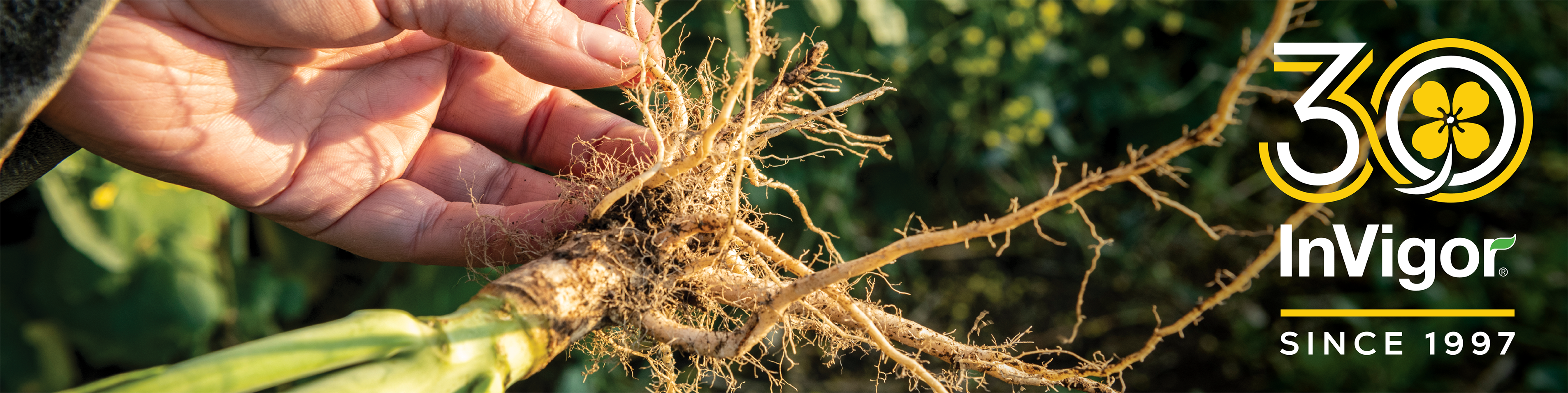 Close-up of farmer holding canola crop with clubroot