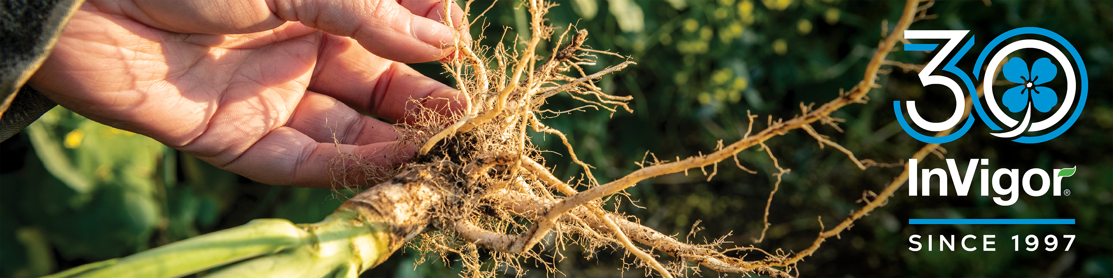 Close-up of farmer holding canola crop with clubroot