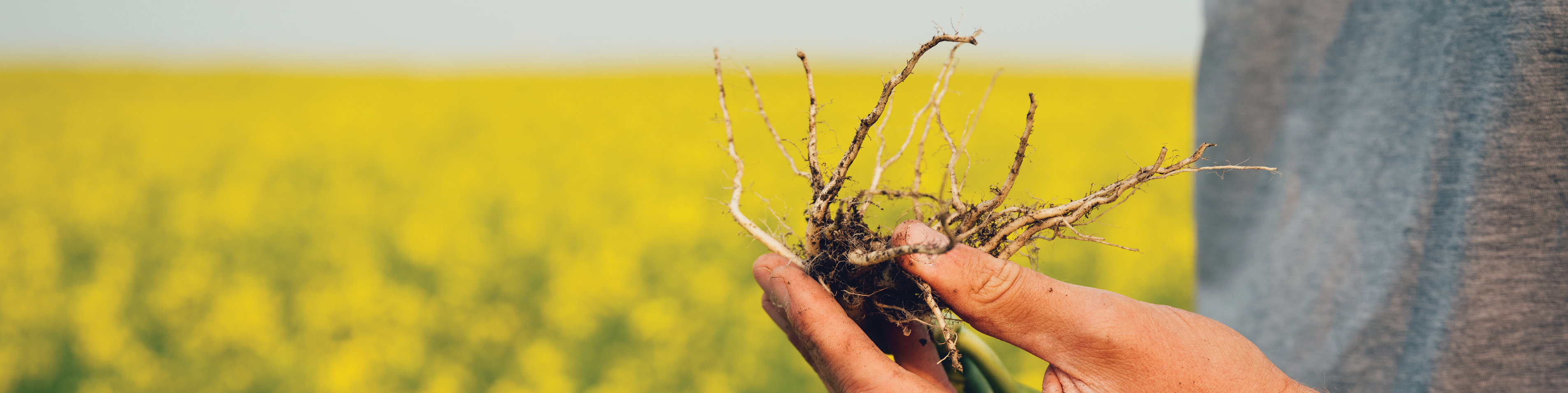Gros plan d'un agriculteur qui détient une récolte de canola avec de la hernie