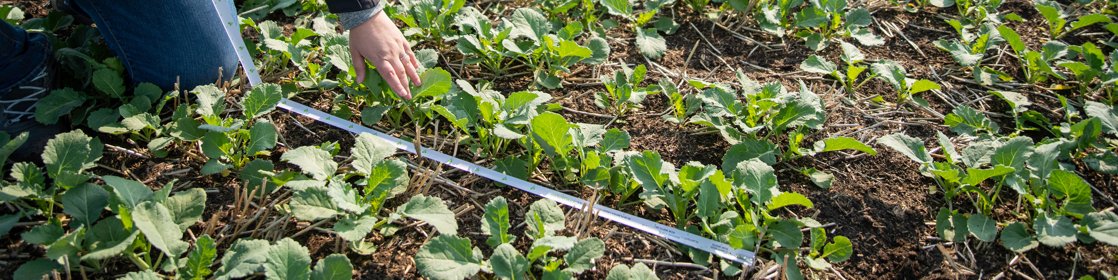 person measuring crop in field