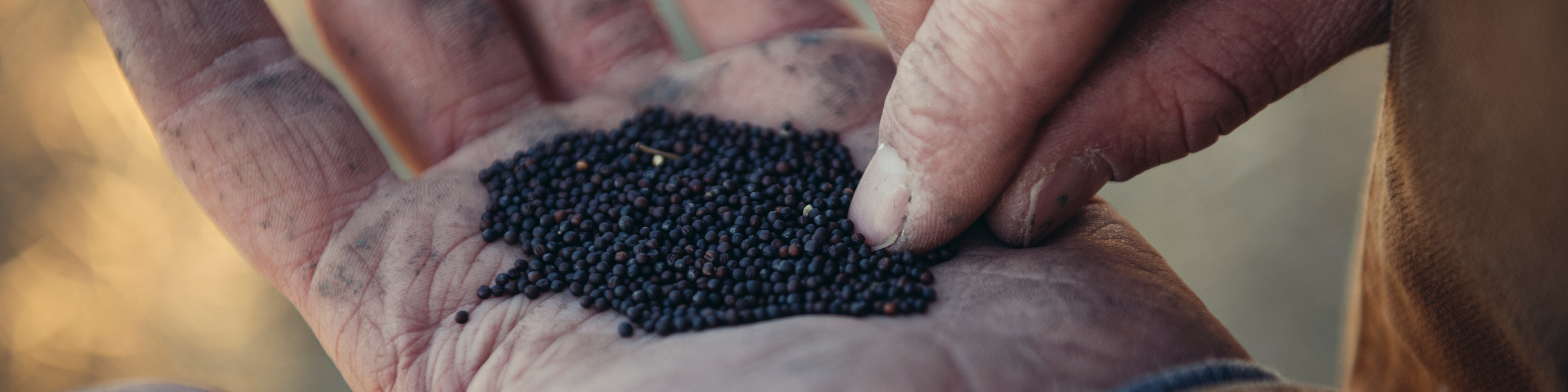 Hand full of seeds