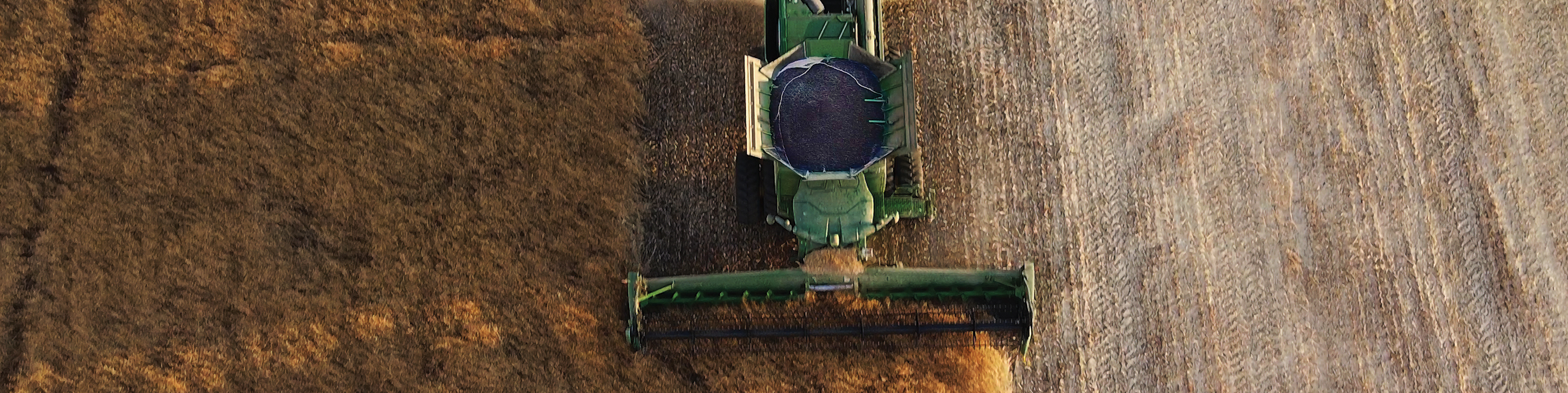 tracteur labourant un champ de canola