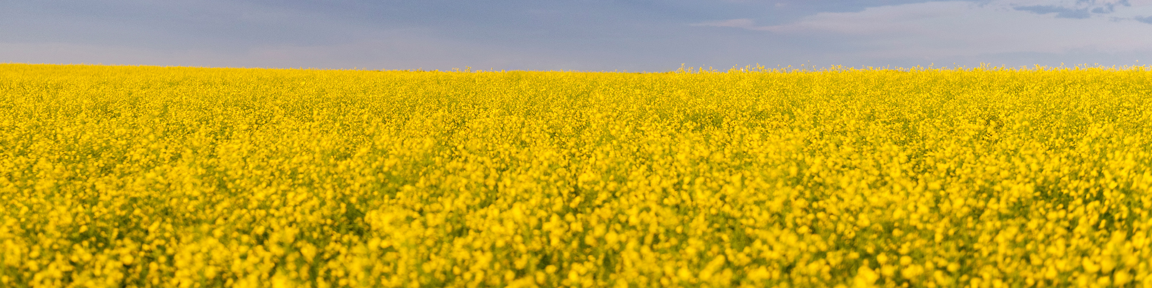 flowering canola field