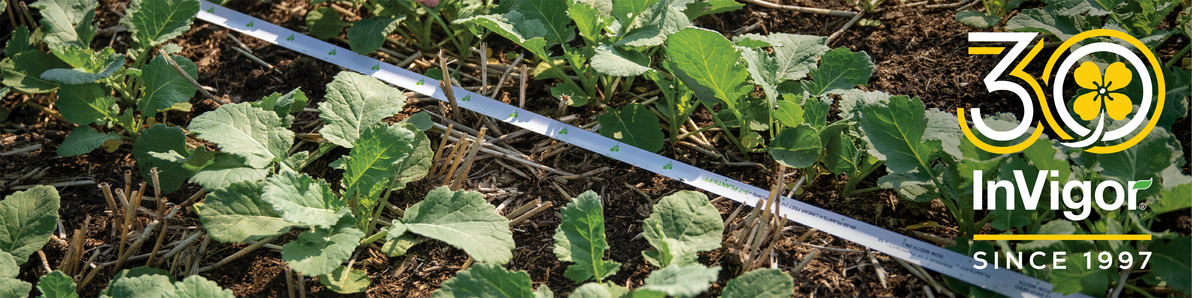 person measuring crop in field