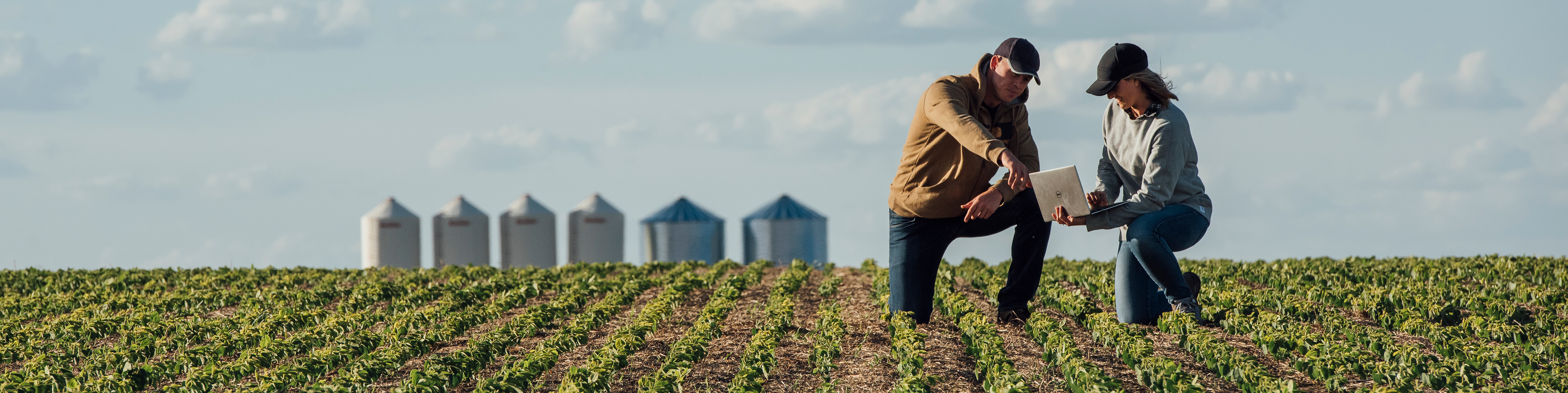 Man and a women kneeling in an field with young crop and looking at a laptop