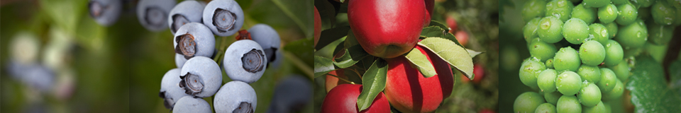 split image - left to right close up of blueberries, red apples, green grapes