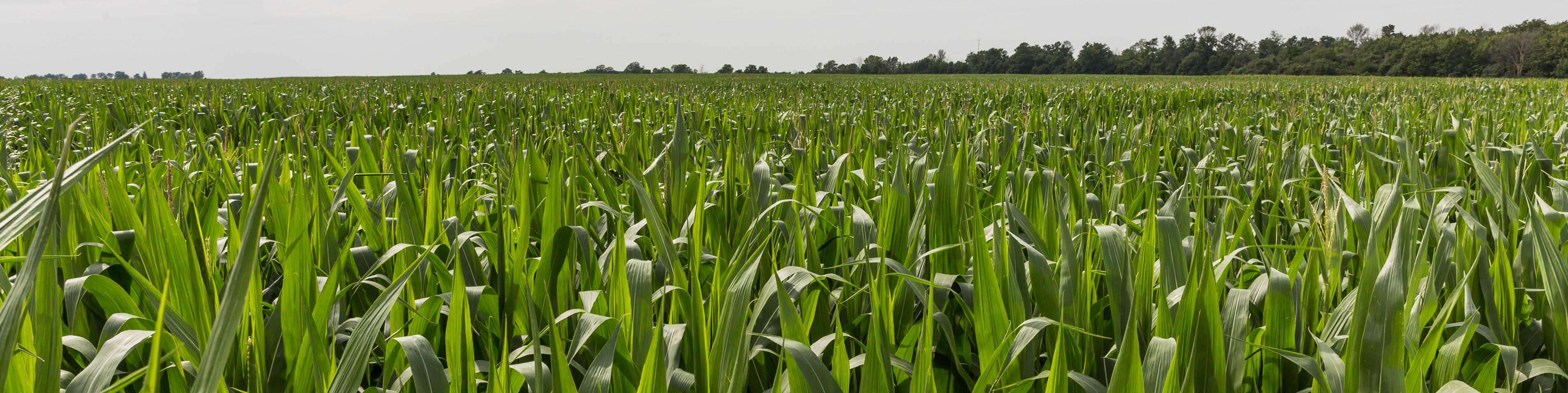 crop field