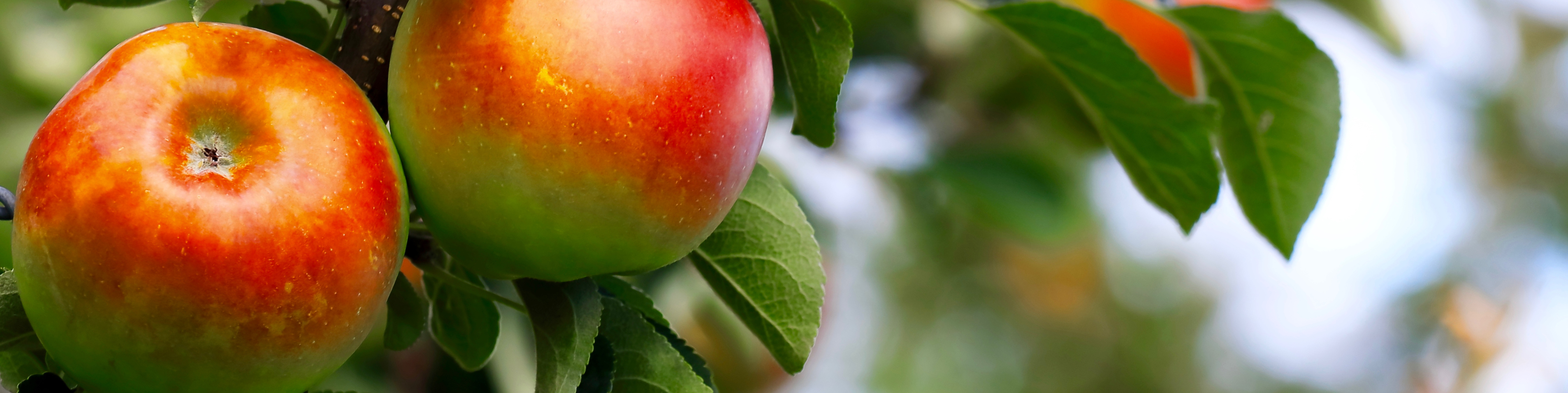 close up of an apple tree with ripe apples
