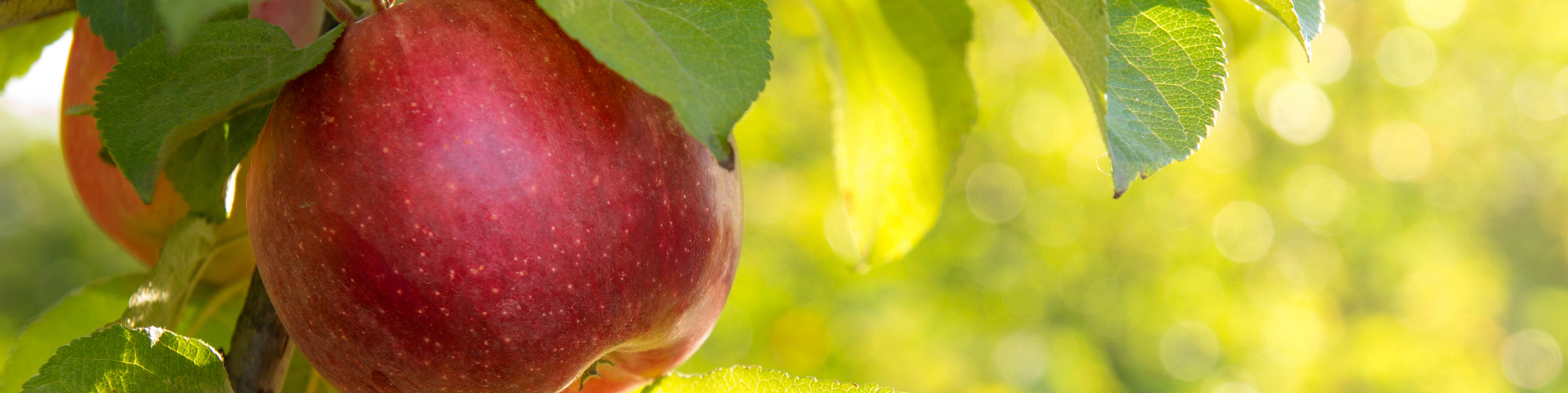 close up of an apple tree with red apple