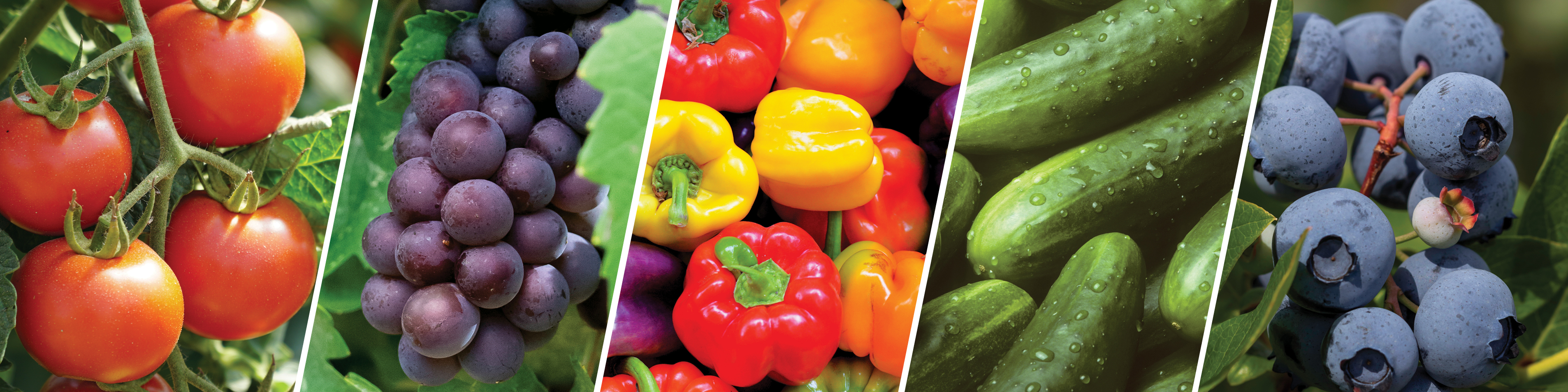 Fruits & Vegetables