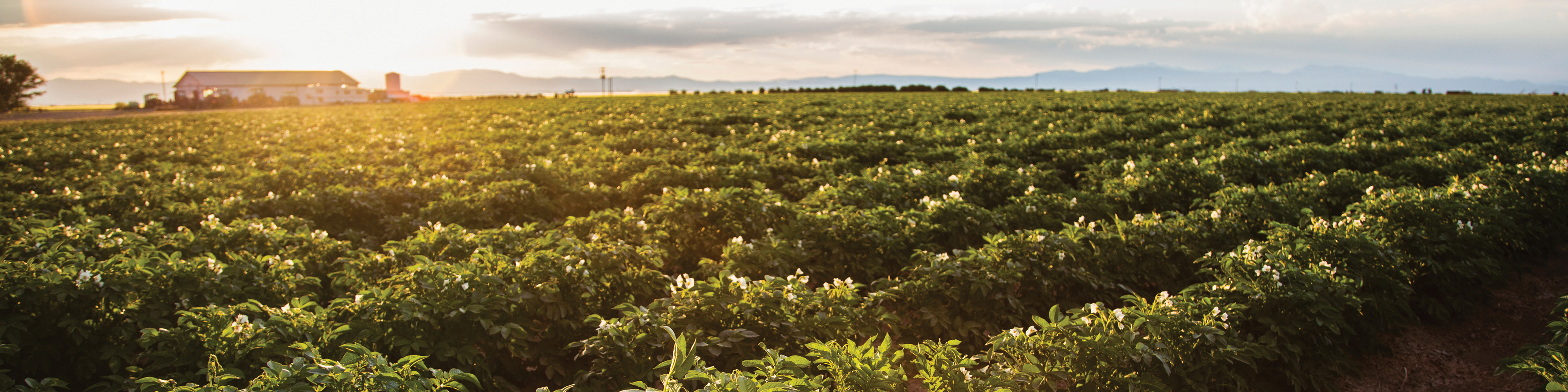 Potato Field