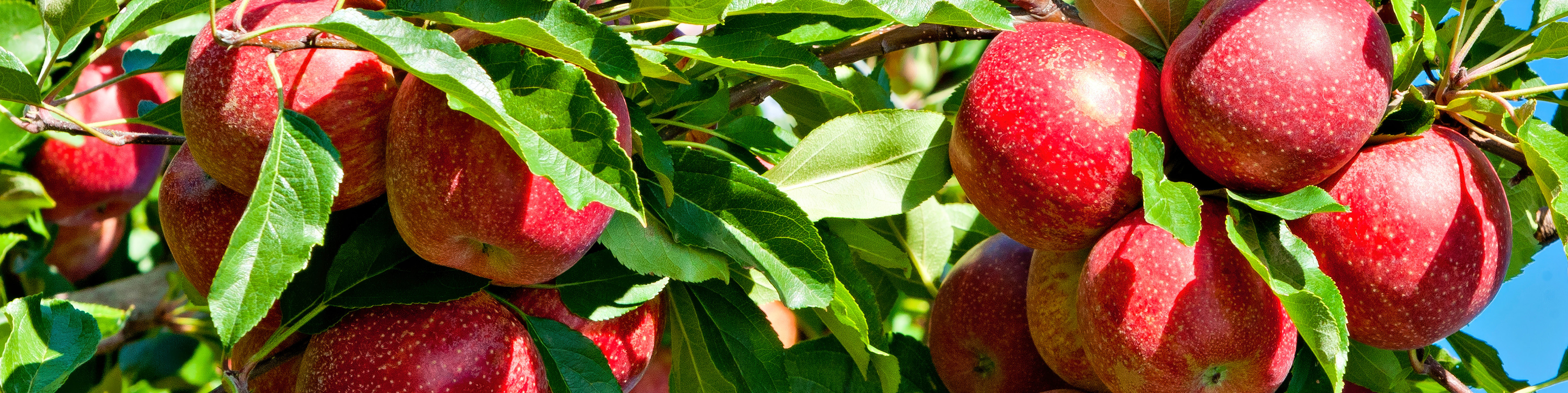 apple tree with red apples