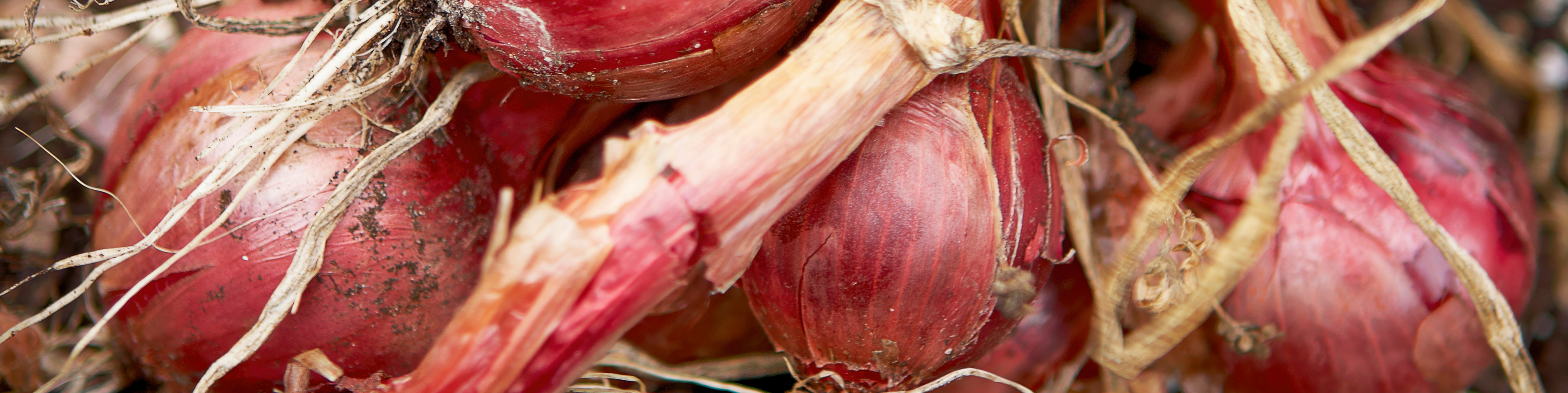 Onions