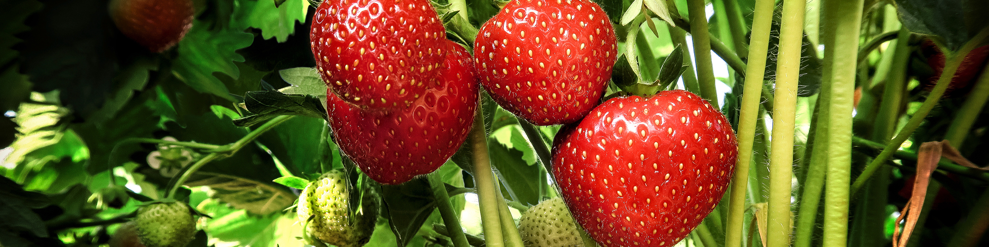 Close up of ripe strawberries