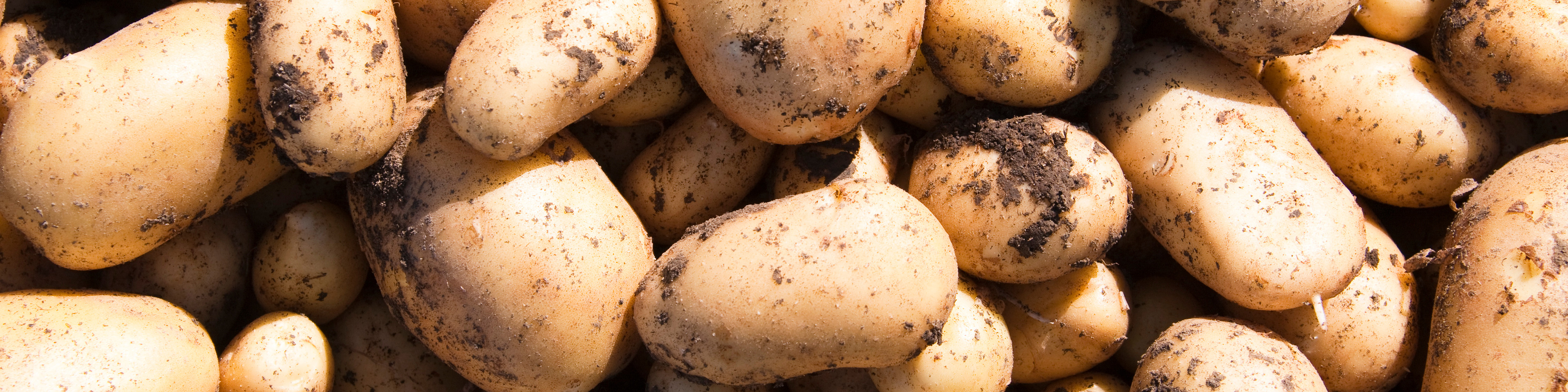 a bushel of potatoes