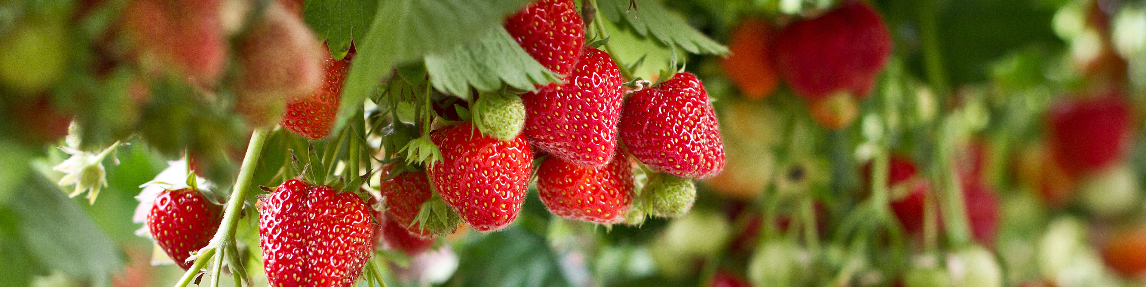 close up of a strawberry crop