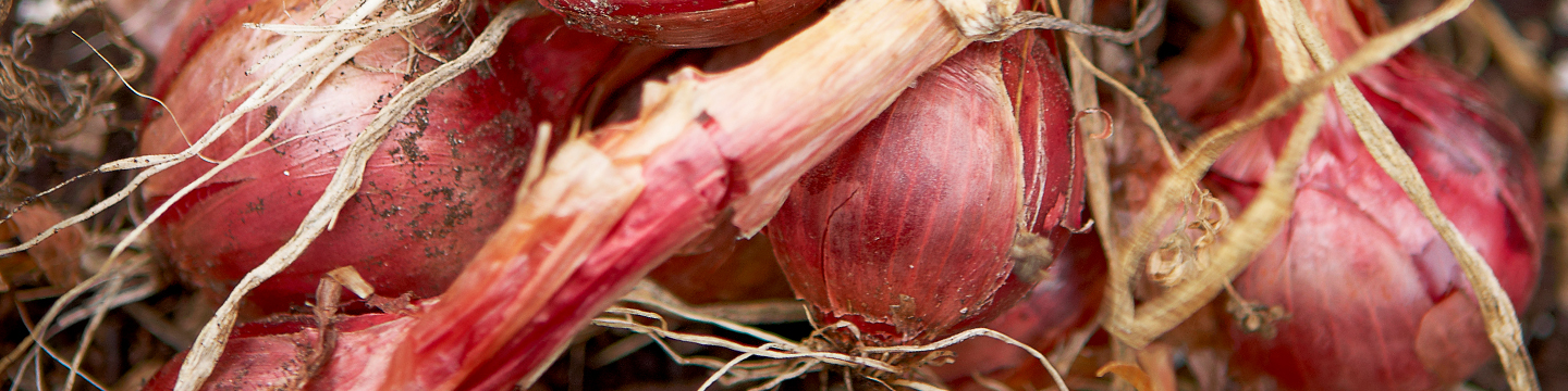 close up of red onion crop