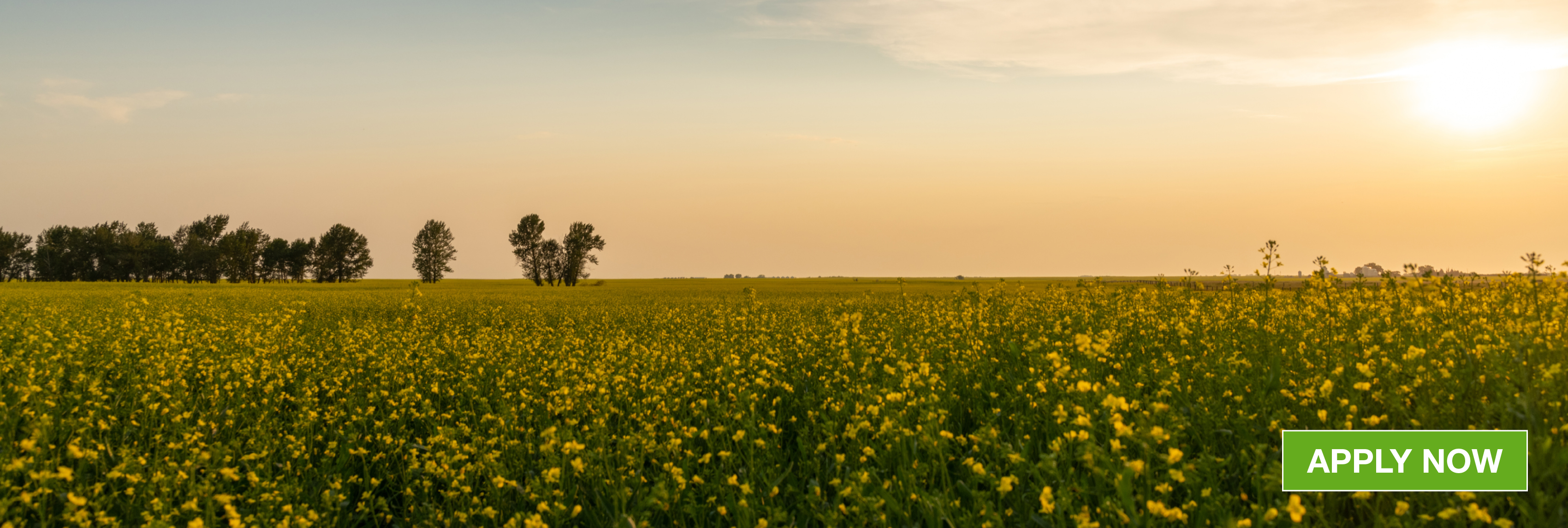 canola field