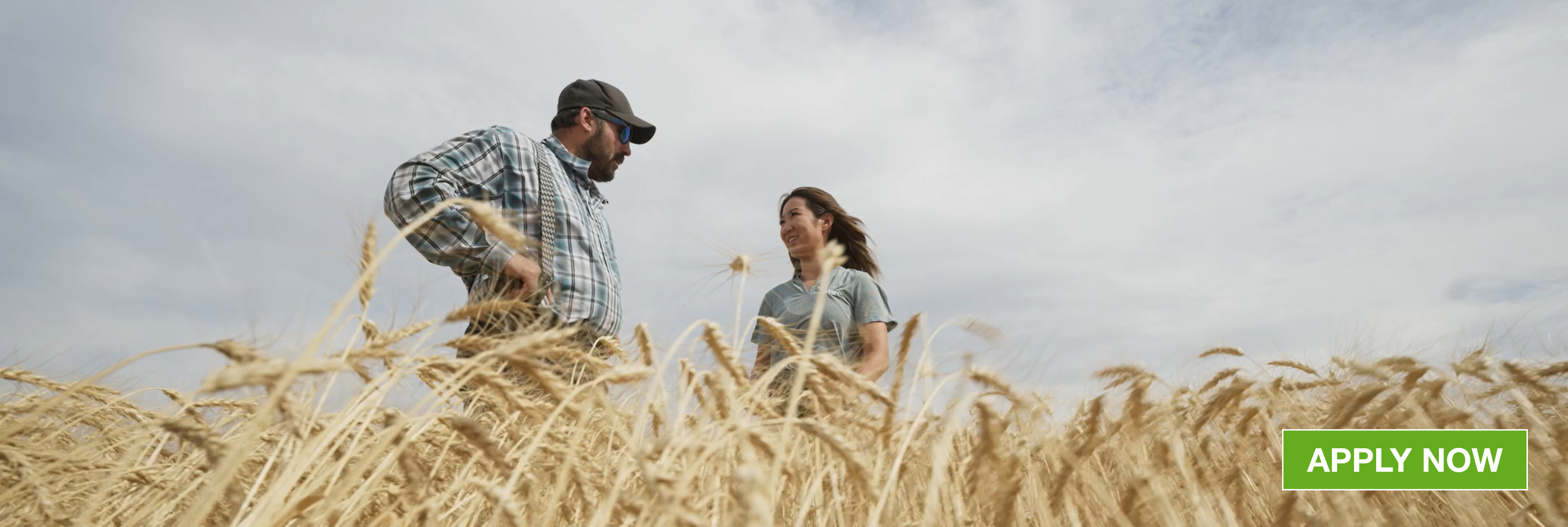 Two people talking in a cereal crop field