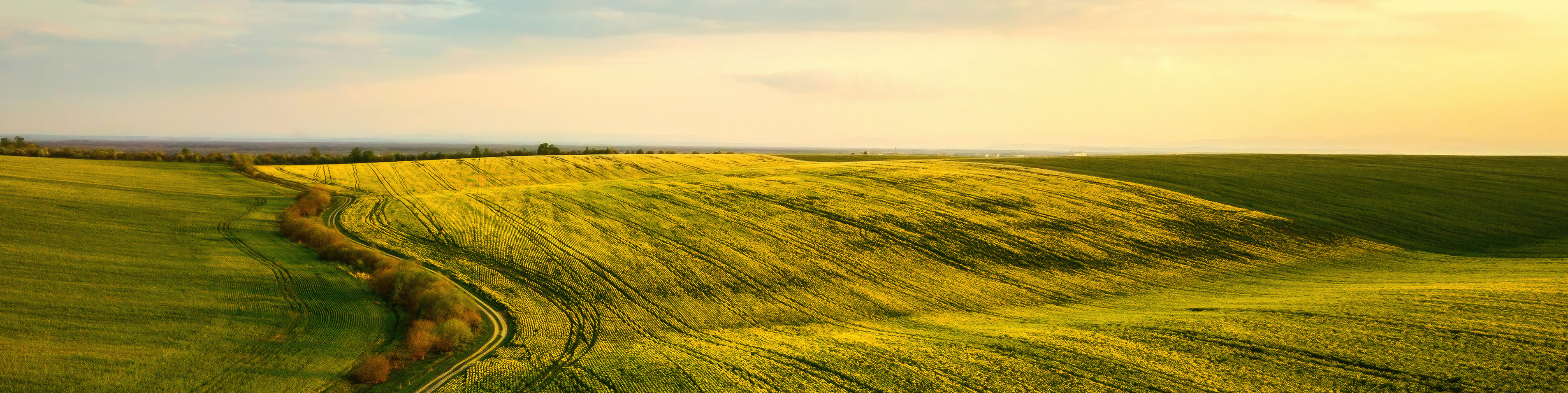 Rolling Fields