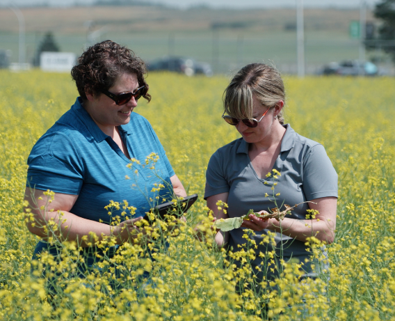 two people in a field looking at a crop
