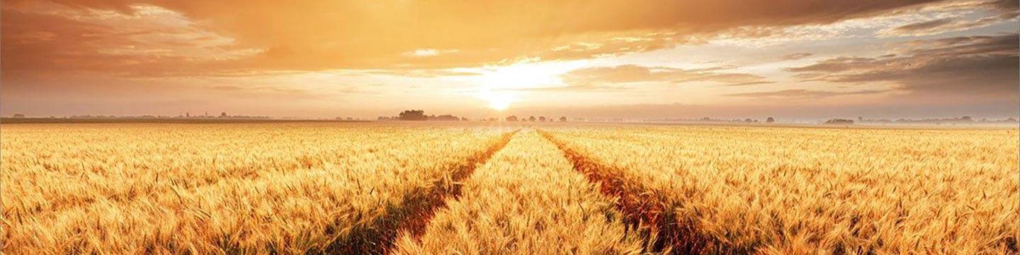 Wheat field in the sunset