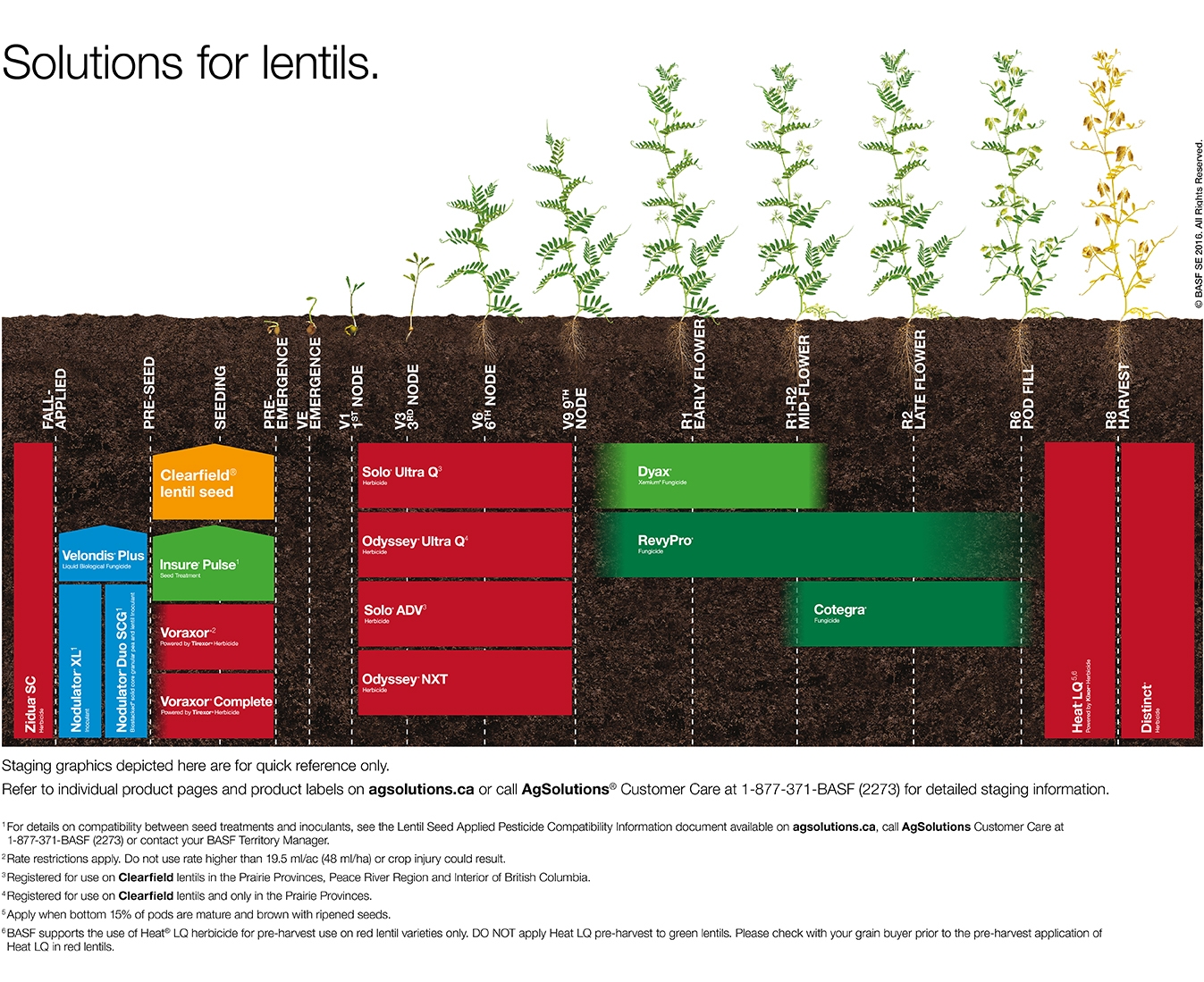 Lentil staging chart,Lentil staging chart