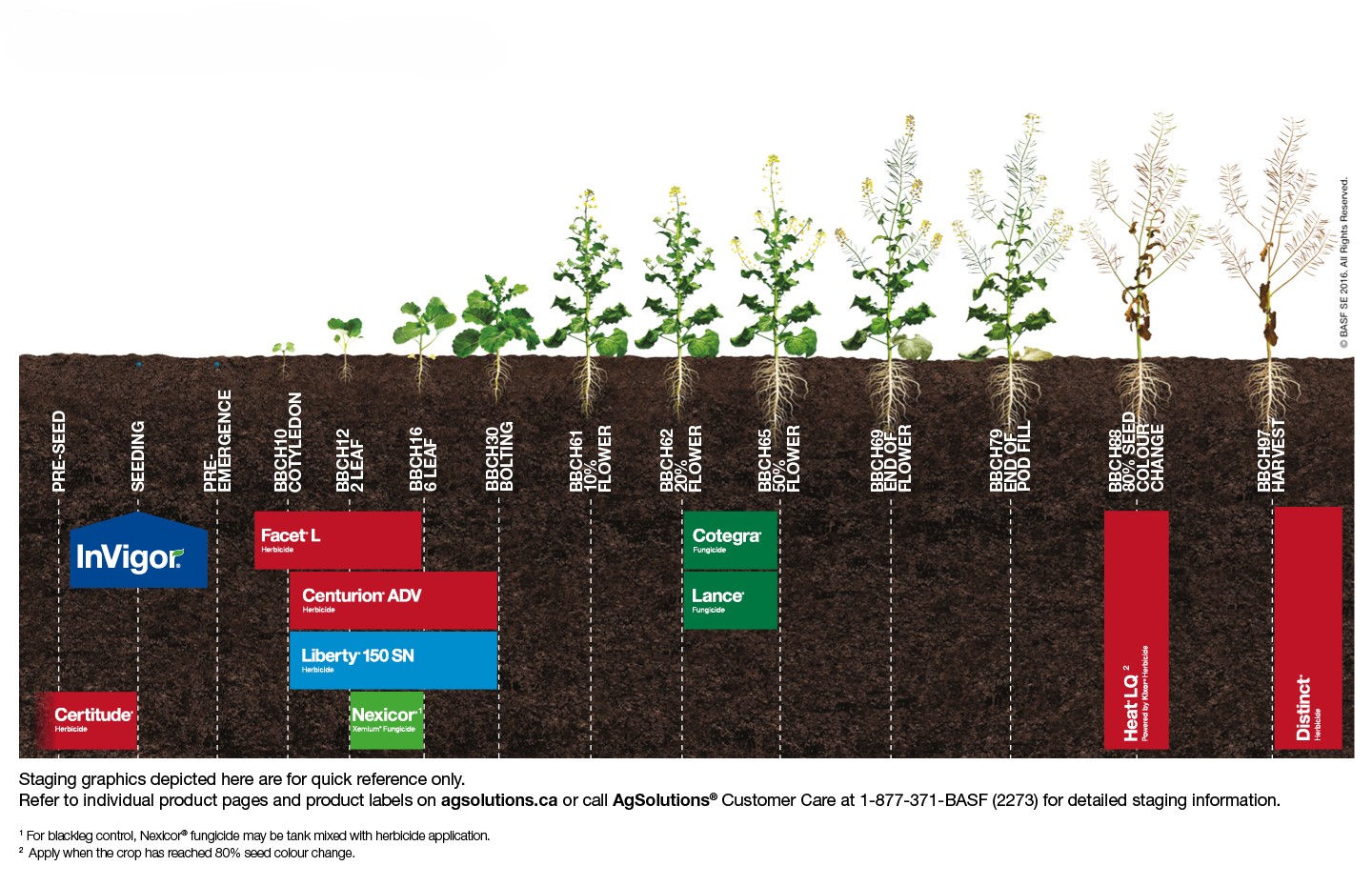 Canola staging chart,Canola staging chart