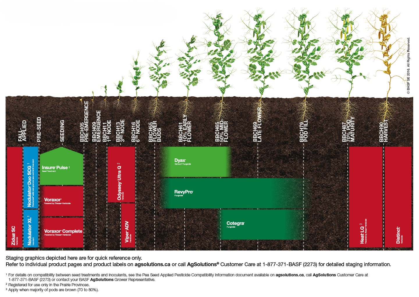 Peas Staging Chart,Peas Staging Chart