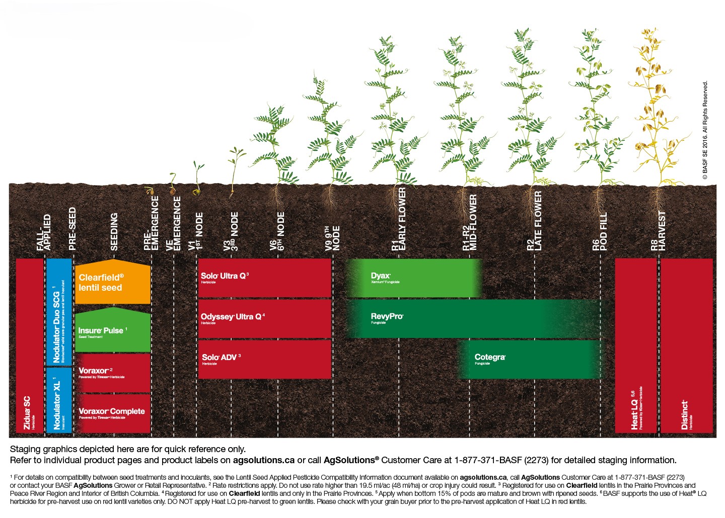 Lentil staging chart,Lentil staging chart