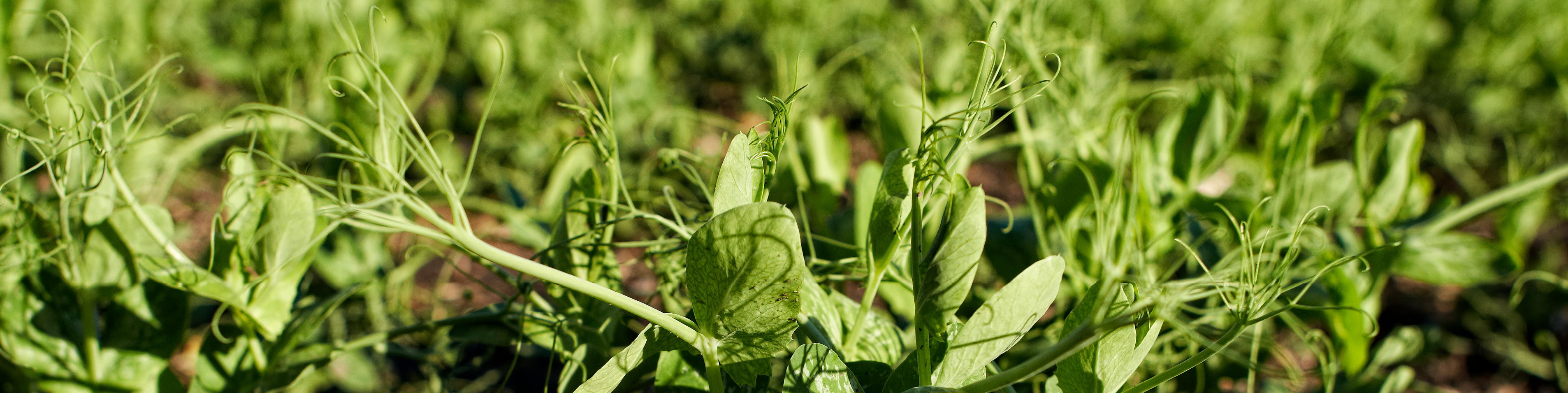 close up of pea crop