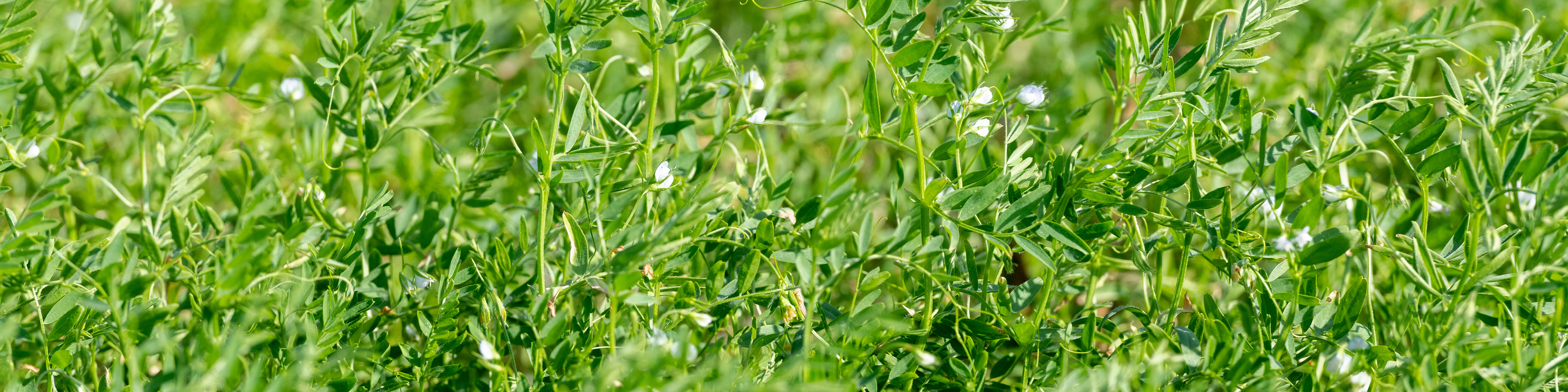close up of lentil crop
