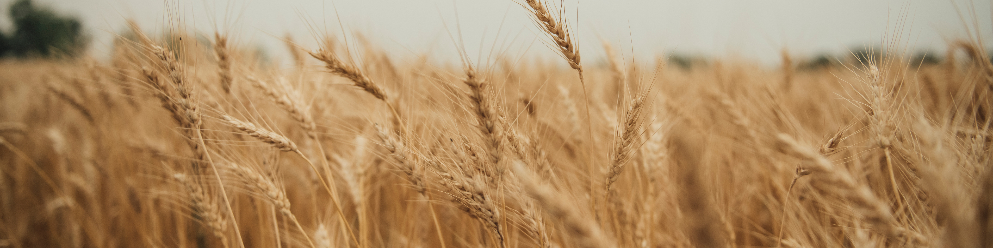 Wheat field