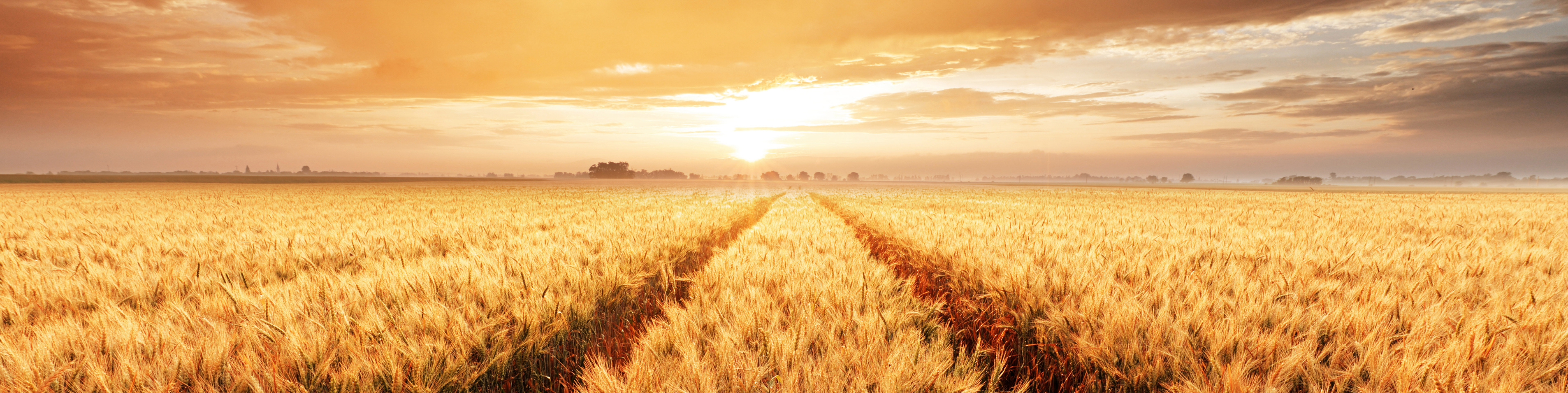 Wheat field in the sunset