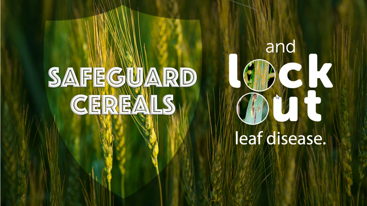 safeguard cereals and lock out leaf disease image