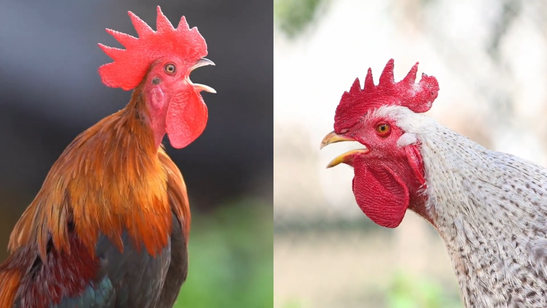 Roosters