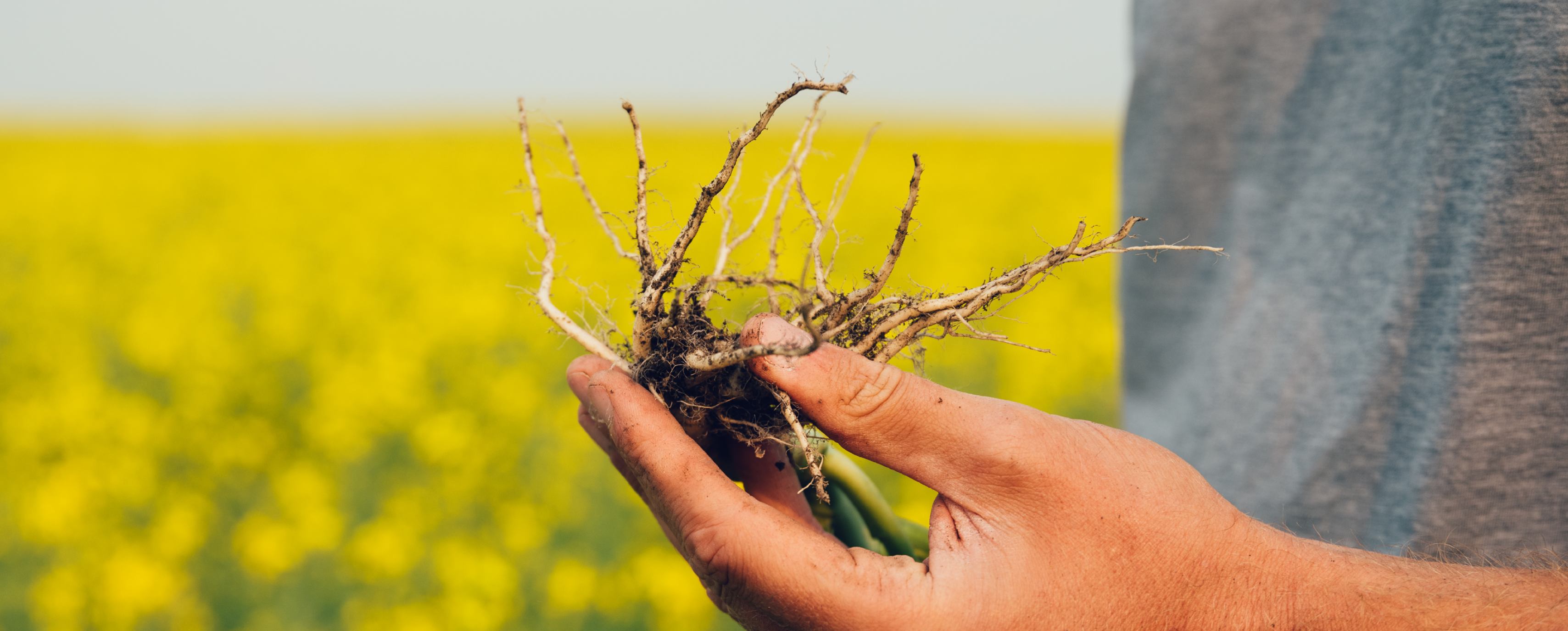 Close-up of farmer holding canola crop with clubroot