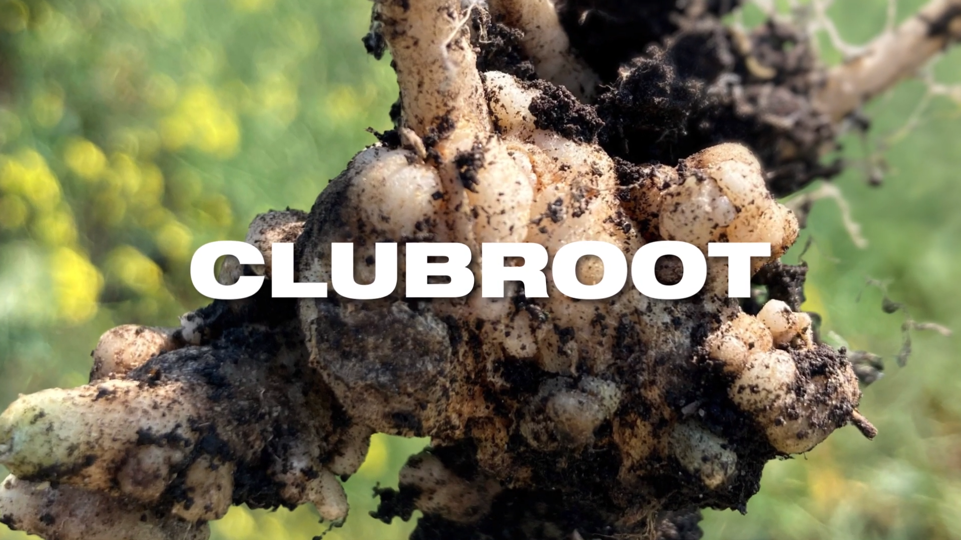 Close up of clubroot disease