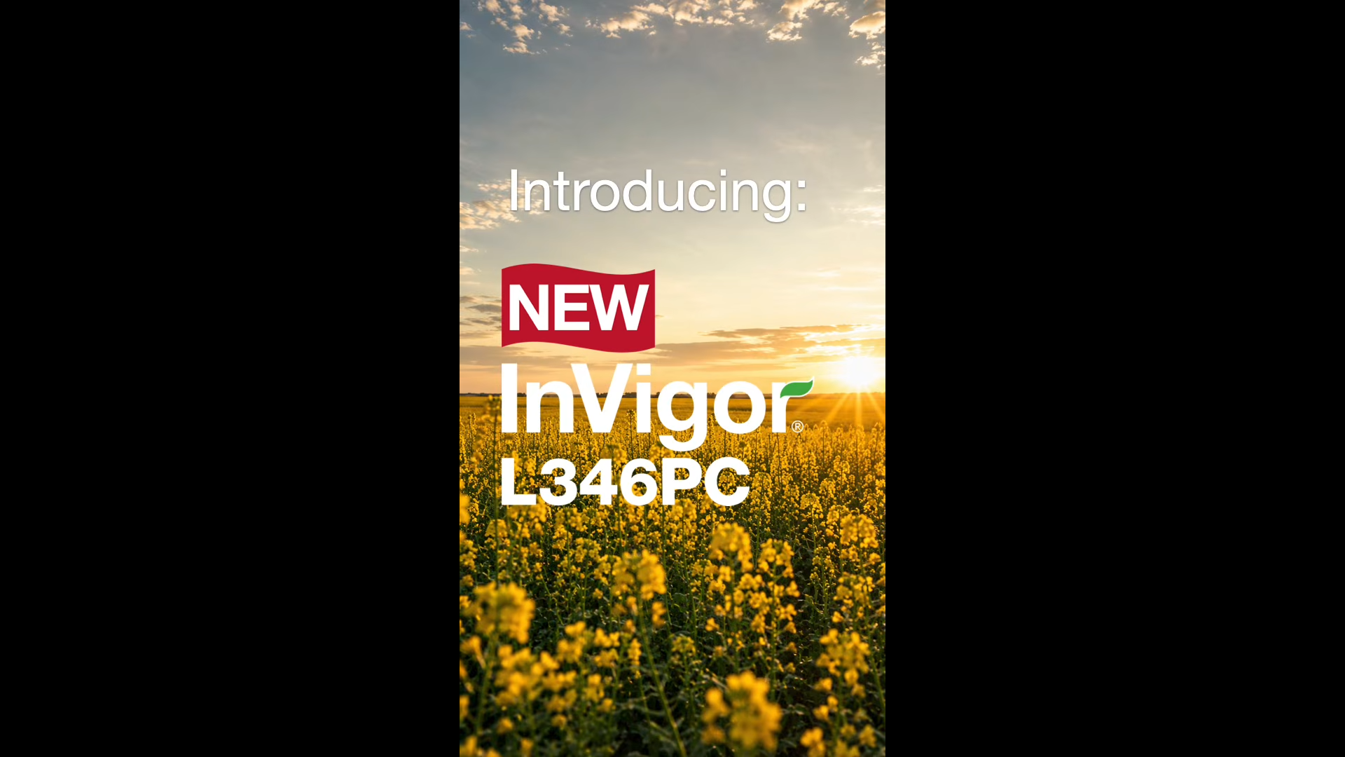 Introducing InVigor L346PC